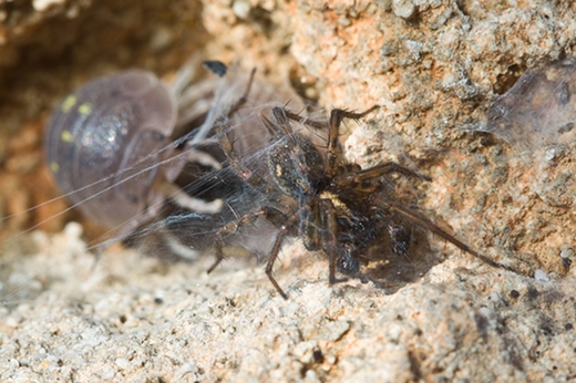 Lycosoides flavomaculata (Agelenidae) da Malta